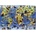 Educa - Puzzle One Hundred Endangered Species - 500 piese