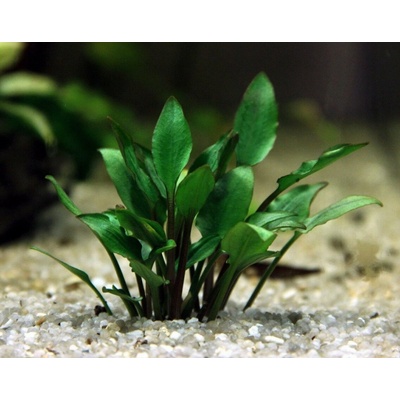 Cryptocoryne lutea Hobbit