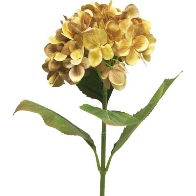 Hortenzie - Hydrangea Rosanna hnědá V66 cm