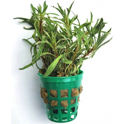 Ludwigia inclinata White Edge – Zboží Mobilmania