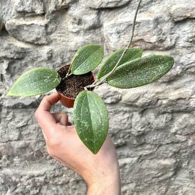 Hoya crassipetiolata
