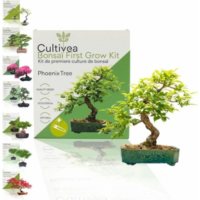 Cultivea Bonsai sada "Phoenix Tree" - 1 sada