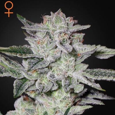 Green House Seed Sweet Valley Kush semienka neobsahujú THC 10 ks