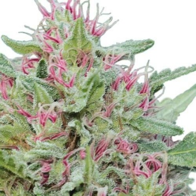 Serious Seeds Serious 6 semena neobsahují THC 3 ks