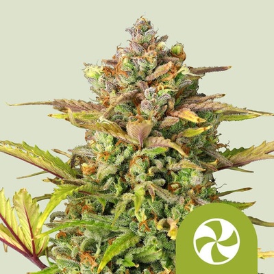 Royal Queen Seeds Sweet ZZ Automatic semienka neobsahujú THC 3 ks