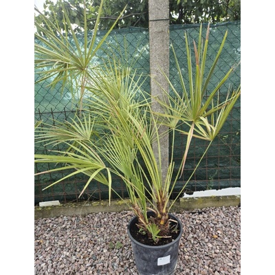 Žumara nízká - Chamareops Humilis 15l