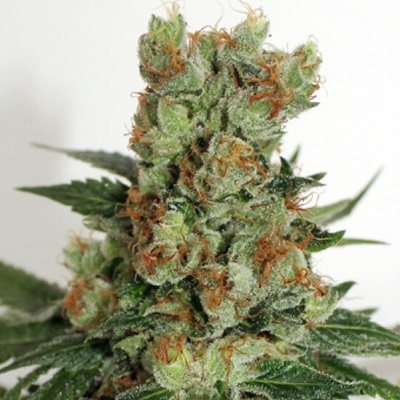 Ripper Seeds Fuel OG semena neobsahují THC 3 ks