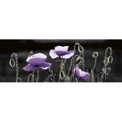 Fialové máky 1 deska 100x35