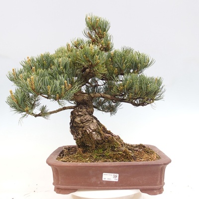 e-bonsai Venkovní bonsai - Pinus parviflora - Borovice drobnokvětá