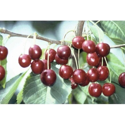 Čerešňa obyčajná BIO FloraSelf Bio Prunus avium 'Hedelfingenská' 120-150 cm kvetináč 7,5 l