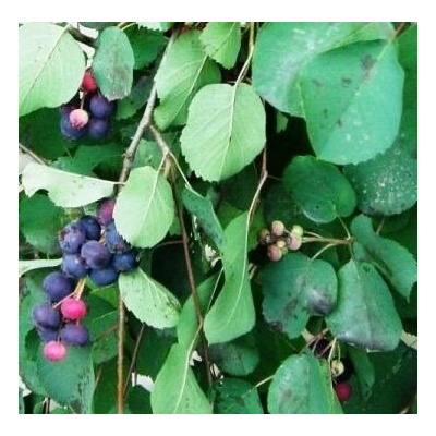 Amelanchier alnifolia 'Smoky' Prodejní velikost: 060/100, Velikost hrnku: 2 l – Zboží Dáma