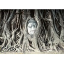 Coloriqa fototapeta Buddha ve stromě 2641 Materiál: Vliesová tapeta, Rozměr: 152,5 x 104 cm M