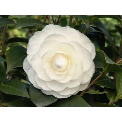 Kamélia japonská Nuccio´s Gem, výška 50-70 cm, kvetináč 7 l