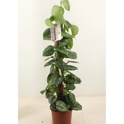Scindapsus pictus trebie column 19x80 cm