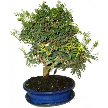 Bonsai Pistacia Lentiscus 501 - Heureka.sk