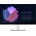 Dell UltraSharp U2722DE