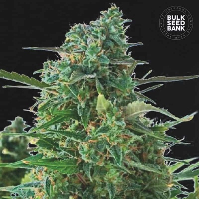 Bulk Seed Bank AUTO NBA Diesel semena neobsahují THC 10 ks