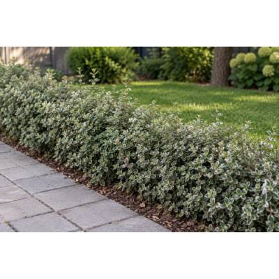 Bršlen Fortuneov (Euonymus fortunei) ´SILVER QUEEN´ - výška 10-15 cm, kont. C2L