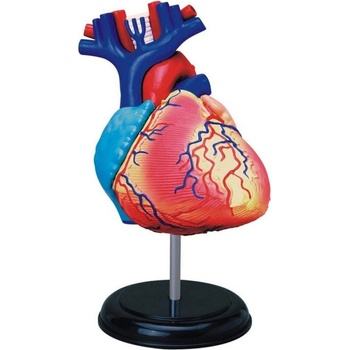 HM Studio Anatomie člověka srdce