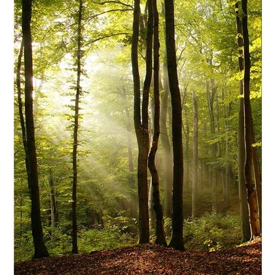 Dimex MS-3-0098 vliesová fototapeta na zeď Les rozmery 225 x 250 cm
