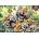 Anatolian - Puzzle Tiger Selfie 260 - 260 piese