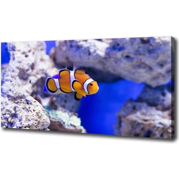 Foto obraz na plátne do obývačky Klaun očkatý a koralový útes 100x50 cm
