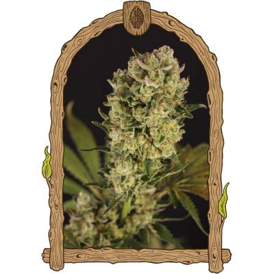 Exotic Seed Candy Jungle Auto semena neobsahují THC 3 ks
