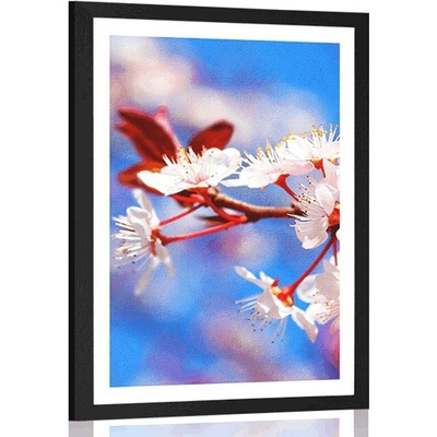 Plakát s paspartou třešňový květ - 30x45 black
