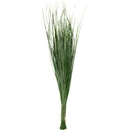 Bear Grass