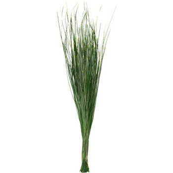 Bear Grass