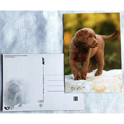 MFP paper s.r.o. Pohlednice - psi Chesapeake Bay retriever