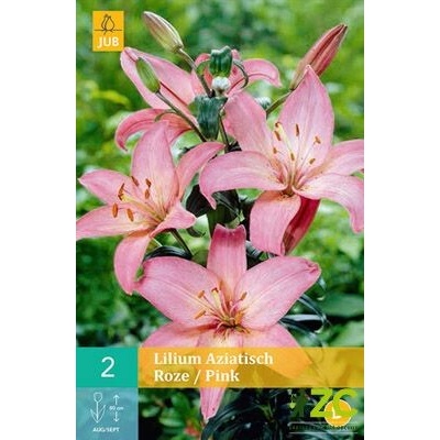 Lilie Asiatic Pink 2 cibule