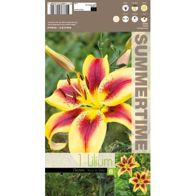 Seklos Лилиум Viva la vida - 1 бр луковицa