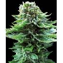 Sensi Seeds Northern Lightsmatic semena neobsahují THC 3 ks