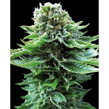 Sensi Seeds Northern Lightsmatic semena neobsahují THC 3 ks