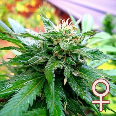 KC Brains Seeds California Special semena neobsahují THC 5 ks