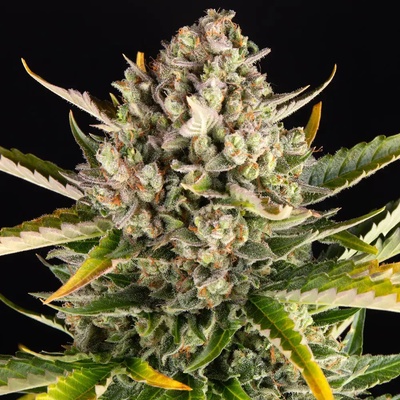 Barney's Farm Strawberry Cheesecake AUTO semena neobsahují THC 3 ks