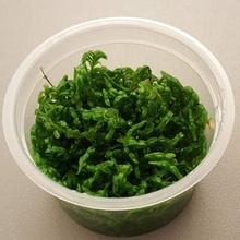 Rotala sp. Green