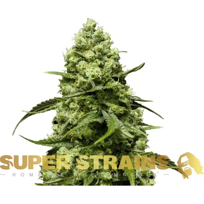 Super Strains Turing AUTO semienka neobsahujú THC 5 ks