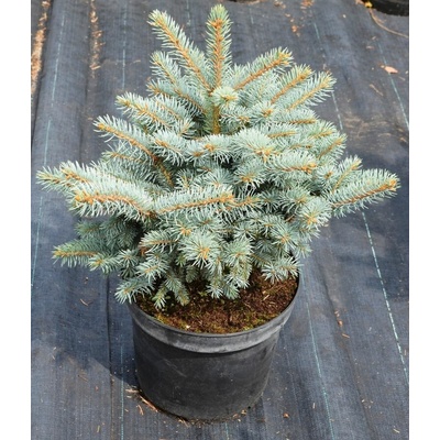 Picea pungens 'Glauca Globosa' Prodejní velikost: 020/030, Velikost hrnku: 5 l – Hledejceny.cz