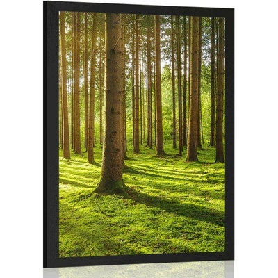 Plakát ráno v lese - 60x90 no frame