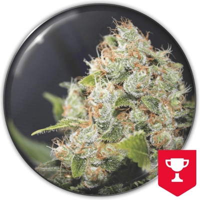 Medical Seeds Co. BCN Sour Diesel semena neobsahují THC 5 ks