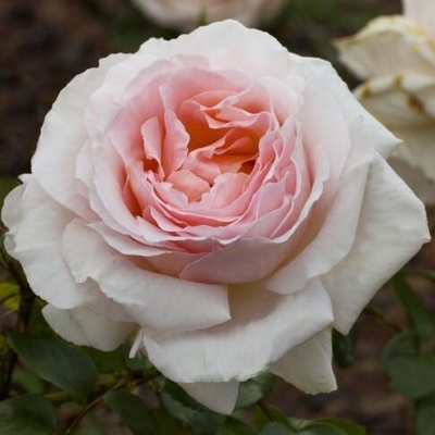 Meilland® Роза Prince Jardinier® ( Schloss Ippenburg)