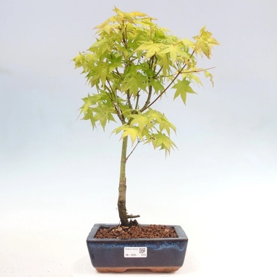 e-bonsai Acer palmatum Aureum - Javor dlanitolistý zlatý