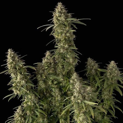 Seedsman Pineapple OG Auto semienka neobsahujú THC 10 ks