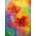 Enjoy - Puzzle Dandelions - 1 000 piese