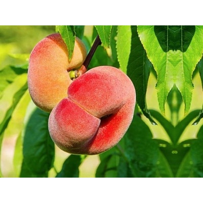 Broskyňa Saturn Plochá, podpník Rakoniewická, voľnok.
