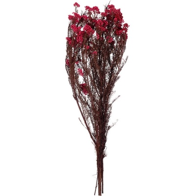 Helychrisum Diosmi Pink - ružová
