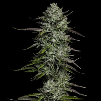 Humboldt Seed CompanyRedemption Indica semienka neobsahujú THC 3 ks