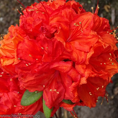 Rododendron luteum 'Feuerwerk' kontajner 5 L